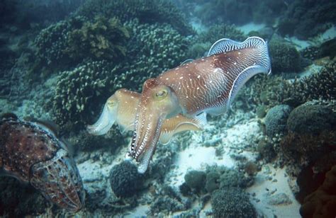 Squid And Octopus Populations On The Rise Food Tank