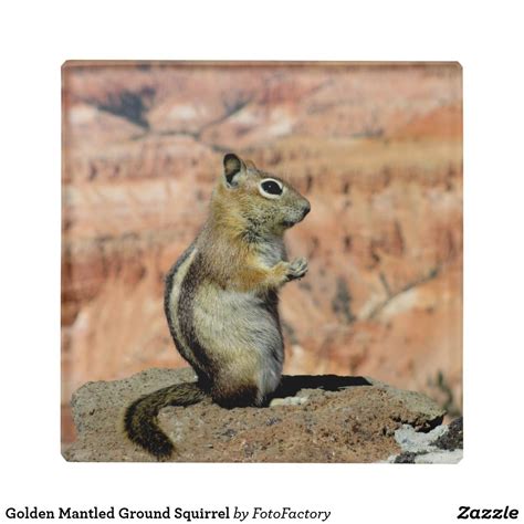 Golden Mantled Ground Squirrel Glass Coaster | Squirrel, Cute animals, Ground squirrel