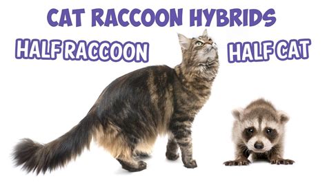 Are Maine Coons Half Raccoon The 19 Top Answers