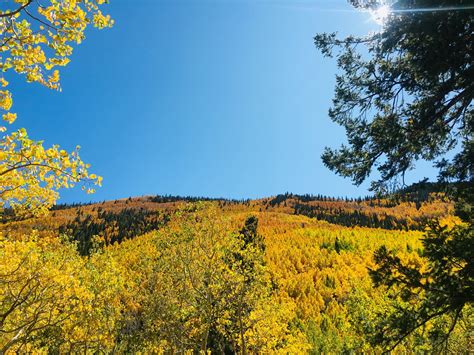 Timing Is Key To Catching Lockett Meadow Aspen Groves Near Flagstaff At