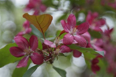 Abundant Flowering Of Apple Trees With Red Flowers Stock Photo Image