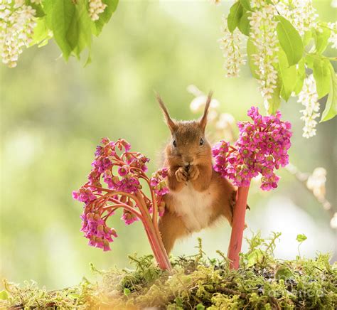 Red Squirrel Stand Between Bergenia Flowers Photograph By Geert Weggen Fine Art America