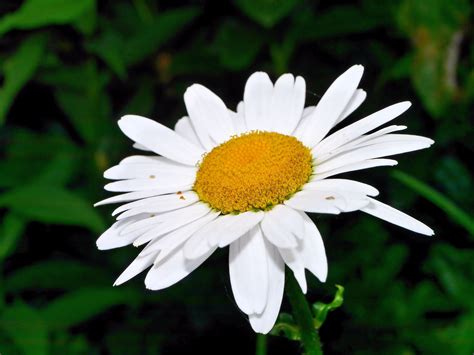 2560x1440 Wallpaper White Daisy Flower Peakpx