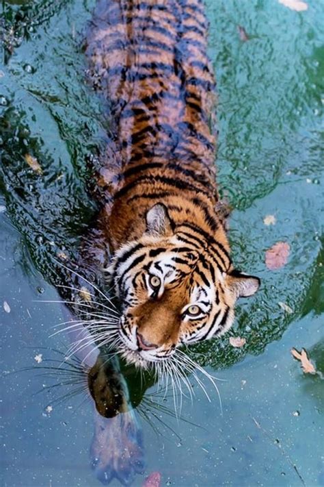 40 Cute Pictures Of Animals Floating On Water