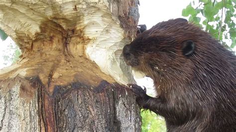 Beaver Chewed Wood Awe