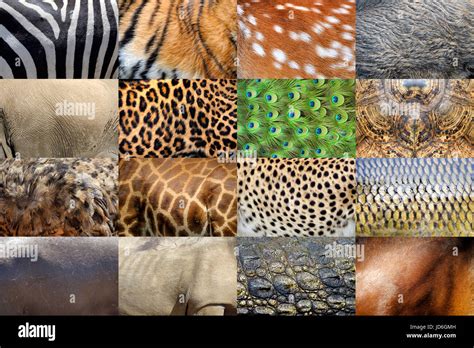 Collection of many real wild animals skin furs Stock Photo - Alamy