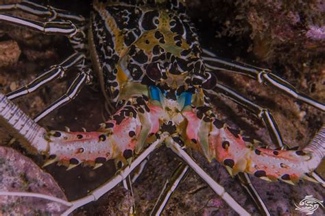 Painted Spiny Lobster Facts And Photographs Seaunseen
