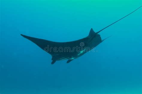 Black Manta Ray Stock Image Image Of Swim Swimming 24252141