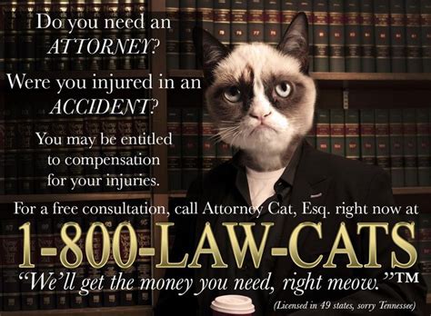 need an attorney call 1 800 law cats grumpy cat grumpy cat meme lawyer jokes