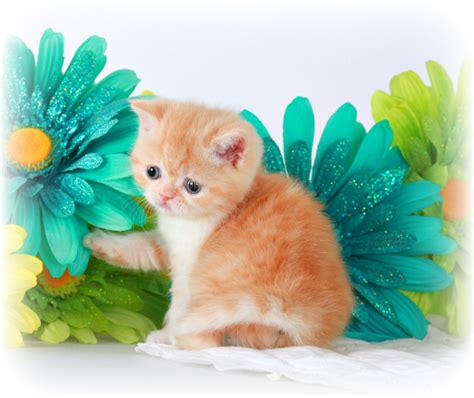 Abyssinian kittens are very active and curious by nature. Exotic Short Hair Teacup Kitten For SalePersian ...