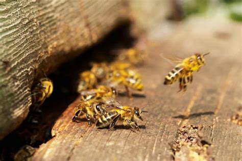 How Bees Defend Themselves From Predators