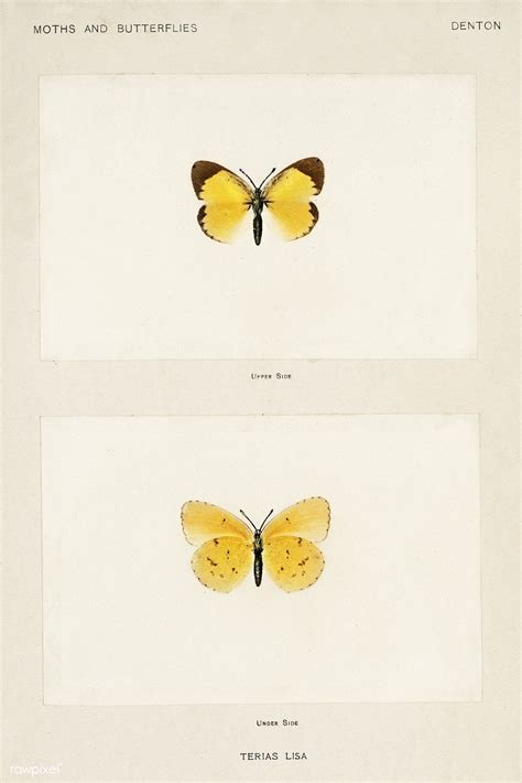 Little Sulphur Terias Lisa From Moths And Butterflies Of The United