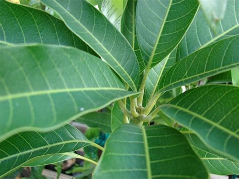 Some examples include elf/elves, half/halves, and hoof/hooves. Mango (Mangifera indica) leaves, Hawaii | Feedipedia