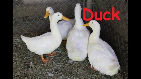 Duck Animals For Children Kids Videos Kindergarten Pre Doovi