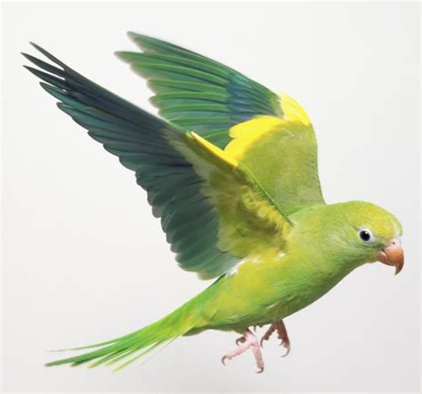 8 Top Large Parrots To Keep As Pets Parrot Parrot