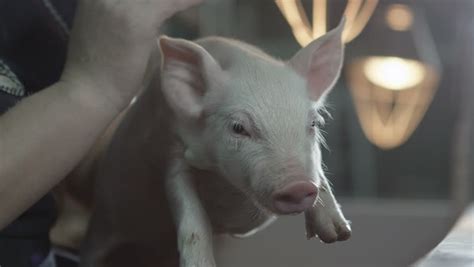Pigs Sex At Livestock Farm Stock Footage Video 4942010 Shutterstock