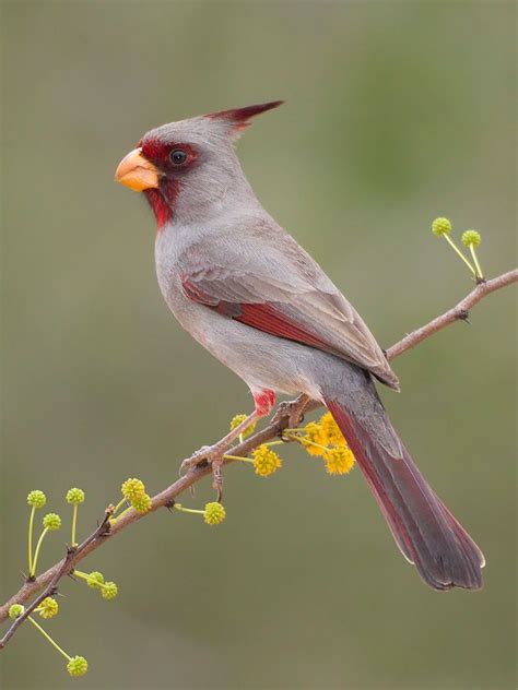 Huisache Pyrrhuloxia Colorful Birds Beautiful Birds Wild Birds