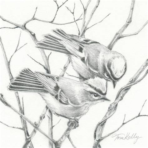 Pin By Maxie Jingles On Birds And Bugs Graphite Drawings Drawings