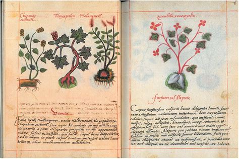 Descargar hojas de hierba en pdf gratis. PDF: «Librito sobre hierbas indígenas medicinales. Siglo ...