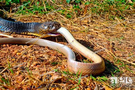 King Cobra Ophiophagus Hannah Eating A Snake Thailand Asia Stock