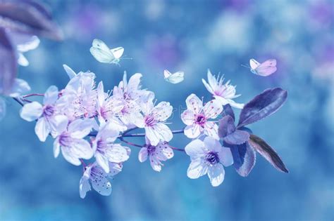 Butterflies Fly Around Cherry Blossoms Color Applied Stock Photo