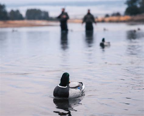 How To Set A Minimalist Duck Decoy Spread Duck Hunting
