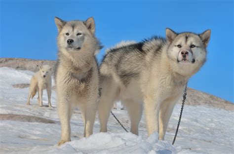 Greenland Dog Facts Pictures Puppies Breeders