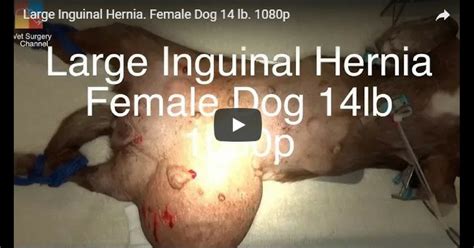 Both hernias were very large and associated with extensive intertrigo. Large Inguinal Hernia. Female Dog 14 lb. - Video by Vet Surgery Channel - I Love Veterinary