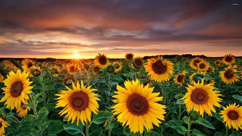 23 Beautiful Sunflower Flowers