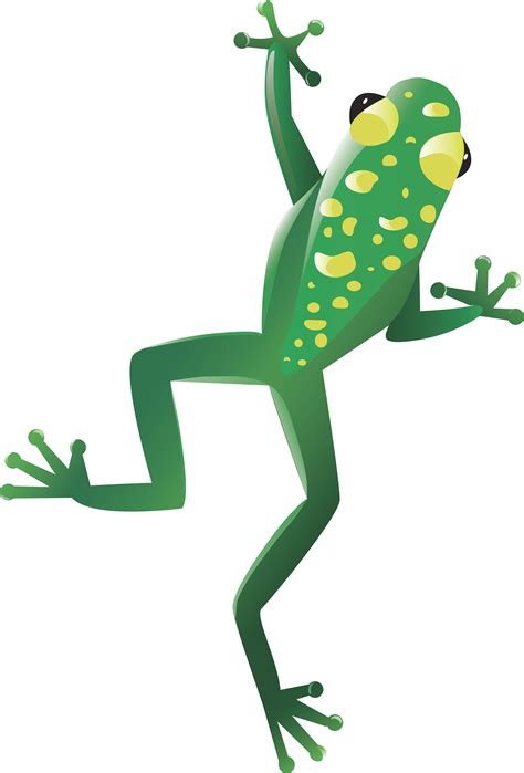 Frog Png Transparent Image Download Size 3872x5712px
