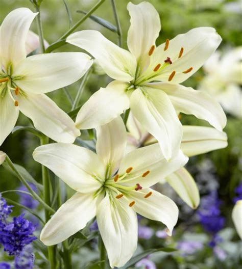 Asiatic Lily Pearl White Van Engelen Wholesale Flower Bulbs