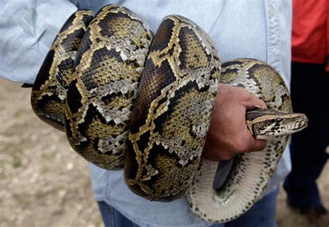 Open Season On Pythons In South Florida Ny Daily News