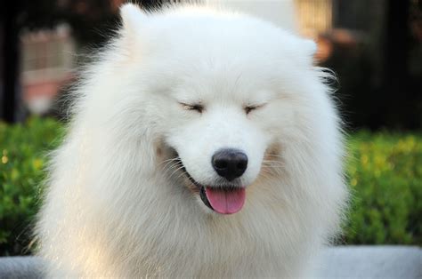 Pictures Samoyed Dog Dogs White Fluffy Snout Animals