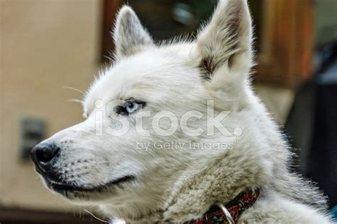 Siberian White Husky Dog With Blue Eyes Stock Photo Royalty Free