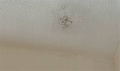 Here are six top tips on how to stop mould in its tracks: Ceiling Mold Growth | Learn the Cause and How to Prevent ...
