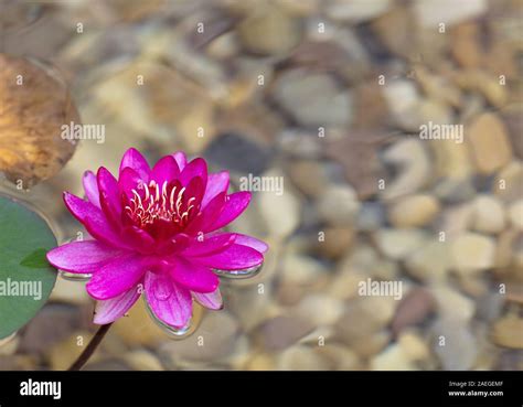 Water Lotus Flower Floating On The Water Vibrance Color Stock Photo