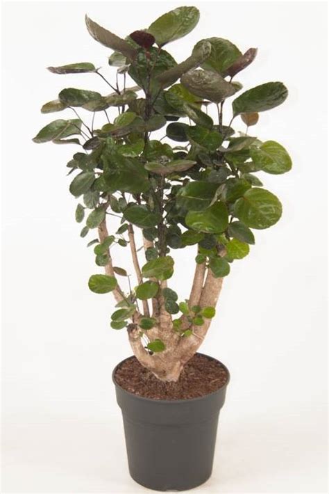 We'll continue to add more options to this list for you to create some of the most amazing indoor gardens! Polyscias Fabian - Non-Flowering - Indoor Plants ...