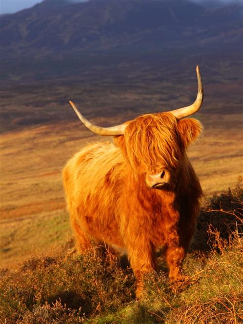 Highland Cow By Bruce Robinson 500px Highland Cow Highland Cattle Cow