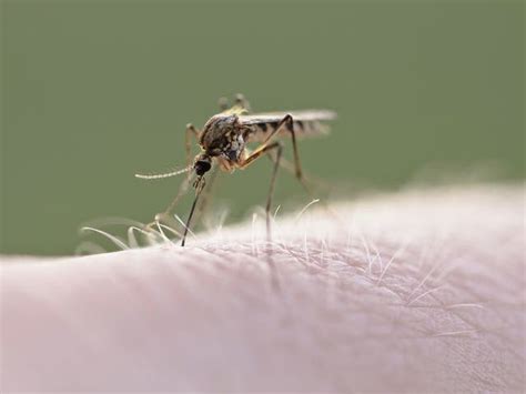 Mosquito Spraying Set Wednesday Night Due To Flooding From Hurricane