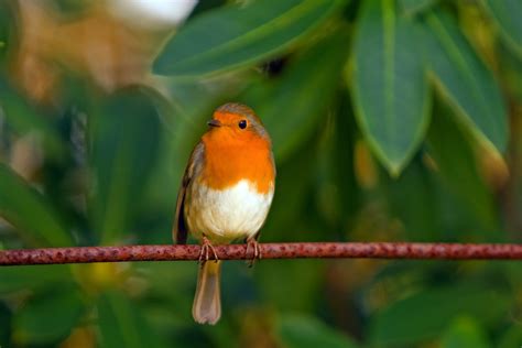 The Spiritual Meaning Of Robins Robin Symbolism Dream Meaning And More