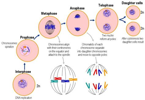 Everything You Need To Know About Mitosis