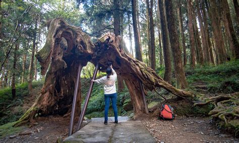 Alishan National Forest Recreation Area Get Me To Taiwan