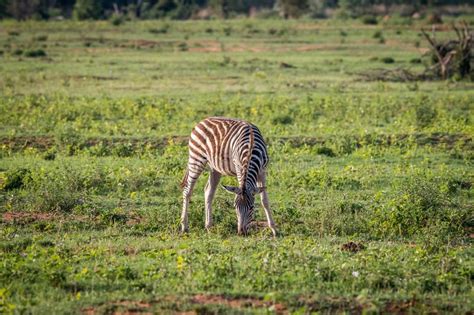 Baby Zebra Grazing On An Open Plain Stock Image Image Of National