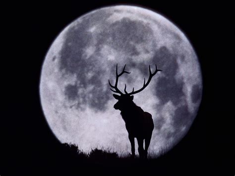 Wallpaper Night Black Moon Deer Deer And Full Moon
