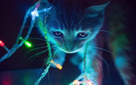 Cat Neon Lights Macro Animals Christmas Lights