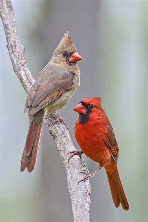 My Cardinal Neighbors Photograph By Bonnie Barry Pixels