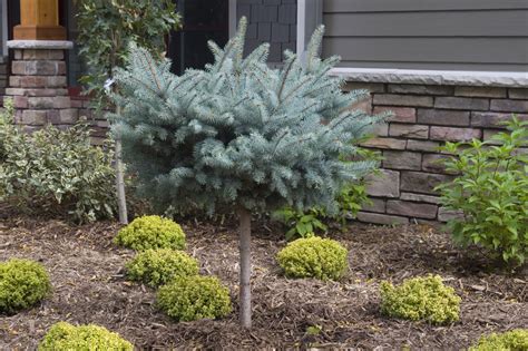 Globe Blue Spruce Patio Tree Plant Library Pahls Market Apple