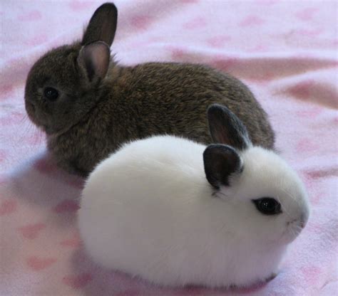 14 Dwarf Hotot Bunny Rabbits Located In Great Falls Mt Cute Animals