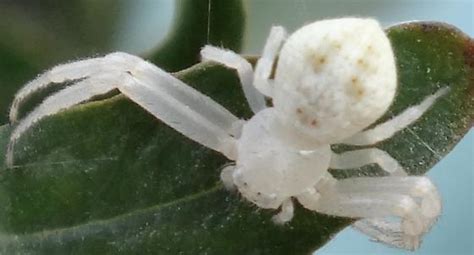 Some resemble bird droppings, while others look like fruits, leaves, grass, or flowers. White crab spider - Mecaphesa - BugGuide.Net