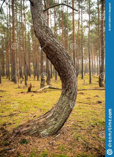 Crooked Trees In Crooked Forest In Western Poland Stock Photo Image